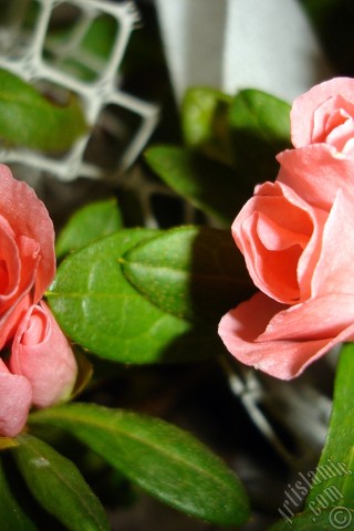 A mobile wallpaper and MMS picture for Apple iPhone 7s, 6s, 5s, 4s, Plus, iPods, iPads, New iPads, Samsung Galaxy S Series and Notes, Sony Ericsson Xperia, LG Mobile Phones, Tablets and Devices: Pink color Azalea -Rhododendron- flower.
