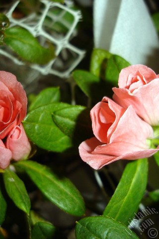 A mobile wallpaper and MMS picture for Apple iPhone 7s, 6s, 5s, 4s, Plus, iPods, iPads, New iPads, Samsung Galaxy S Series and Notes, Sony Ericsson Xperia, LG Mobile Phones, Tablets and Devices: Pink color Azalea -Rhododendron- flower.
