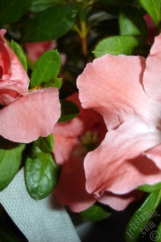 A mobile wallpaper and MMS picture for Apple iPhone 7s, 6s, 5s, 4s, Plus, iPods, iPads, New iPads, Samsung Galaxy S Series and Notes, Sony Ericsson Xperia, LG Mobile Phones, Tablets and Devices: Pink color Azalea -Rhododendron- flower.
