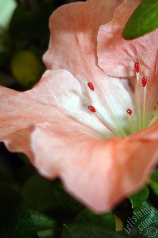 A mobile wallpaper and MMS picture for Apple iPhone 7s, 6s, 5s, 4s, Plus, iPods, iPads, New iPads, Samsung Galaxy S Series and Notes, Sony Ericsson Xperia, LG Mobile Phones, Tablets and Devices: Pink color Azalea -Rhododendron- flower.
