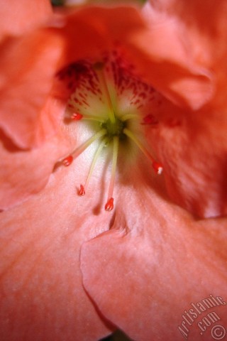 A mobile wallpaper and MMS picture for Apple iPhone 7s, 6s, 5s, 4s, Plus, iPods, iPads, New iPads, Samsung Galaxy S Series and Notes, Sony Ericsson Xperia, LG Mobile Phones, Tablets and Devices: Pink color Azalea -Rhododendron- flower.
