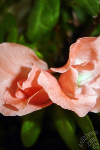 A mobile wallpaper and MMS picture for Apple iPhone 7s, 6s, 5s, 4s, Plus, iPods, iPads, New iPads, Samsung Galaxy S Series and Notes, Sony Ericsson Xperia, LG Mobile Phones, Tablets and Devices: Pink color Azalea -Rhododendron- flower.
