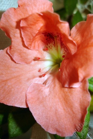 A mobile wallpaper and MMS picture for Apple iPhone 7s, 6s, 5s, 4s, Plus, iPods, iPads, New iPads, Samsung Galaxy S Series and Notes, Sony Ericsson Xperia, LG Mobile Phones, Tablets and Devices: Pink color Azalea -Rhododendron- flower.
