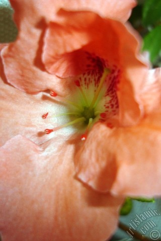 A mobile wallpaper and MMS picture for Apple iPhone 7s, 6s, 5s, 4s, Plus, iPods, iPads, New iPads, Samsung Galaxy S Series and Notes, Sony Ericsson Xperia, LG Mobile Phones, Tablets and Devices: Pink color Azalea -Rhododendron- flower.
