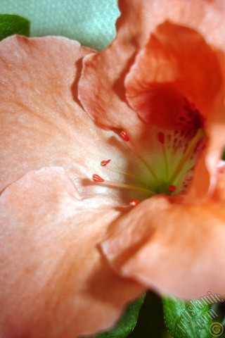 A mobile wallpaper and MMS picture for Apple iPhone 7s, 6s, 5s, 4s, Plus, iPods, iPads, New iPads, Samsung Galaxy S Series and Notes, Sony Ericsson Xperia, LG Mobile Phones, Tablets and Devices: Pink color Azalea -Rhododendron- flower.
