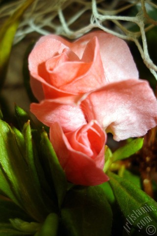 A mobile wallpaper and MMS picture for Apple iPhone 7s, 6s, 5s, 4s, Plus, iPods, iPads, New iPads, Samsung Galaxy S Series and Notes, Sony Ericsson Xperia, LG Mobile Phones, Tablets and Devices: Pink color Azalea -Rhododendron- flower.
