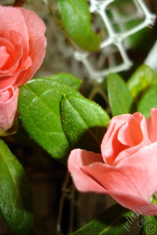 A mobile wallpaper and MMS picture for Apple iPhone 7s, 6s, 5s, 4s, Plus, iPods, iPads, New iPads, Samsung Galaxy S Series and Notes, Sony Ericsson Xperia, LG Mobile Phones, Tablets and Devices: Pink color Azalea -Rhododendron- flower.
