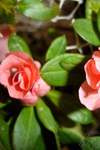 A mobile wallpaper and MMS picture for Apple iPhone 7s, 6s, 5s, 4s, Plus, iPods, iPads, New iPads, Samsung Galaxy S Series and Notes, Sony Ericsson Xperia, LG Mobile Phones, Tablets and Devices: Pink color Azalea -Rhododendron- flower.
