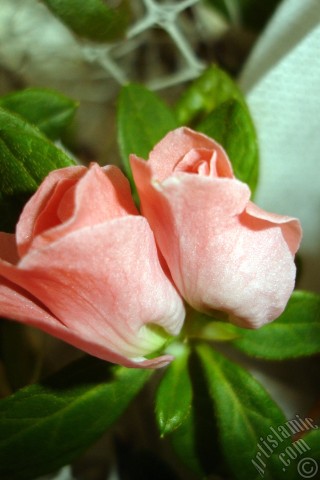 A mobile wallpaper and MMS picture for Apple iPhone 7s, 6s, 5s, 4s, Plus, iPods, iPads, New iPads, Samsung Galaxy S Series and Notes, Sony Ericsson Xperia, LG Mobile Phones, Tablets and Devices: Pink color Azalea -Rhododendron- flower.
