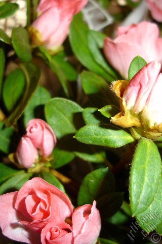 A mobile wallpaper and MMS picture for Apple iPhone 7s, 6s, 5s, 4s, Plus, iPods, iPads, New iPads, Samsung Galaxy S Series and Notes, Sony Ericsson Xperia, LG Mobile Phones, Tablets and Devices: Pink color Azalea -Rhododendron- flower.
