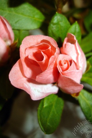 A mobile wallpaper and MMS picture for Apple iPhone 7s, 6s, 5s, 4s, Plus, iPods, iPads, New iPads, Samsung Galaxy S Series and Notes, Sony Ericsson Xperia, LG Mobile Phones, Tablets and Devices: Pink color Azalea -Rhododendron- flower.
