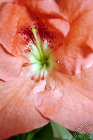 A mobile wallpaper and MMS picture for Apple iPhone 7s, 6s, 5s, 4s, Plus, iPods, iPads, New iPads, Samsung Galaxy S Series and Notes, Sony Ericsson Xperia, LG Mobile Phones, Tablets and Devices: Pink color Azalea -Rhododendron- flower.
