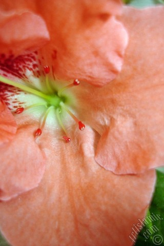 A mobile wallpaper and MMS picture for Apple iPhone 7s, 6s, 5s, 4s, Plus, iPods, iPads, New iPads, Samsung Galaxy S Series and Notes, Sony Ericsson Xperia, LG Mobile Phones, Tablets and Devices: Pink color Azalea -Rhododendron- flower.
