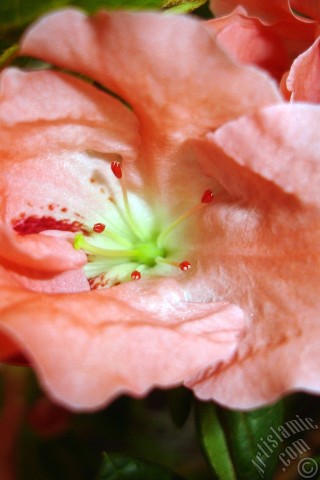 A mobile wallpaper and MMS picture for Apple iPhone 7s, 6s, 5s, 4s, Plus, iPods, iPads, New iPads, Samsung Galaxy S Series and Notes, Sony Ericsson Xperia, LG Mobile Phones, Tablets and Devices: Pink color Azalea -Rhododendron- flower.
