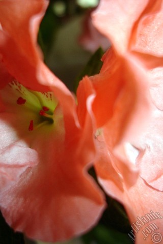 A mobile wallpaper and MMS picture for Apple iPhone 7s, 6s, 5s, 4s, Plus, iPods, iPads, New iPads, Samsung Galaxy S Series and Notes, Sony Ericsson Xperia, LG Mobile Phones, Tablets and Devices: Pink color Azalea -Rhododendron- flower.
