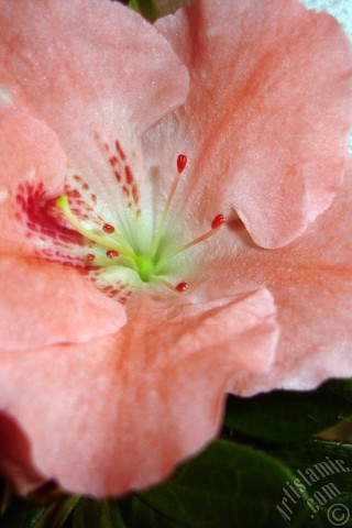 A mobile wallpaper and MMS picture for Apple iPhone 7s, 6s, 5s, 4s, Plus, iPods, iPads, New iPads, Samsung Galaxy S Series and Notes, Sony Ericsson Xperia, LG Mobile Phones, Tablets and Devices: Pink color Azalea -Rhododendron- flower.
