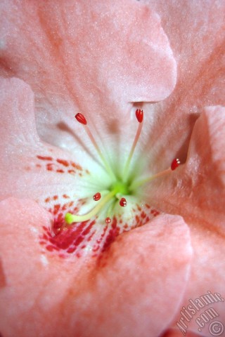 A mobile wallpaper and MMS picture for Apple iPhone 7s, 6s, 5s, 4s, Plus, iPods, iPads, New iPads, Samsung Galaxy S Series and Notes, Sony Ericsson Xperia, LG Mobile Phones, Tablets and Devices: Pink color Azalea -Rhododendron- flower.
