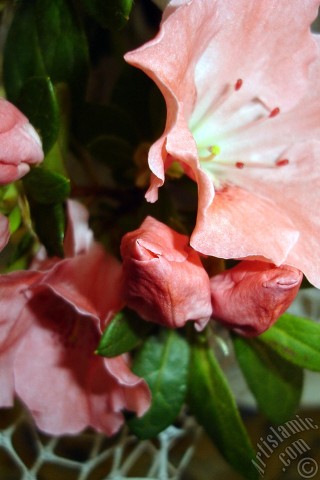 A mobile wallpaper and MMS picture for Apple iPhone 7s, 6s, 5s, 4s, Plus, iPods, iPads, New iPads, Samsung Galaxy S Series and Notes, Sony Ericsson Xperia, LG Mobile Phones, Tablets and Devices: Pink color Azalea -Rhododendron- flower.
