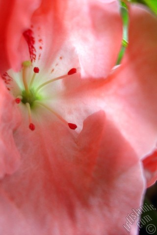 A mobile wallpaper and MMS picture for Apple iPhone 7s, 6s, 5s, 4s, Plus, iPods, iPads, New iPads, Samsung Galaxy S Series and Notes, Sony Ericsson Xperia, LG Mobile Phones, Tablets and Devices: Pink color Azalea -Rhododendron- flower.
