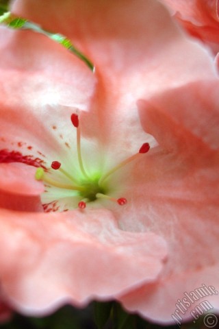 A mobile wallpaper and MMS picture for Apple iPhone 7s, 6s, 5s, 4s, Plus, iPods, iPads, New iPads, Samsung Galaxy S Series and Notes, Sony Ericsson Xperia, LG Mobile Phones, Tablets and Devices: Pink color Azalea -Rhododendron- flower.
