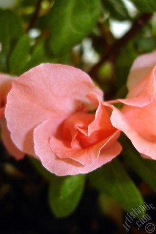 A mobile wallpaper and MMS picture for Apple iPhone 7s, 6s, 5s, 4s, Plus, iPods, iPads, New iPads, Samsung Galaxy S Series and Notes, Sony Ericsson Xperia, LG Mobile Phones, Tablets and Devices: Pink color Azalea -Rhododendron- flower.
