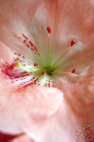 A mobile wallpaper and MMS picture for Apple iPhone 7s, 6s, 5s, 4s, Plus, iPods, iPads, New iPads, Samsung Galaxy S Series and Notes, Sony Ericsson Xperia, LG Mobile Phones, Tablets and Devices: Pink color Azalea -Rhododendron- flower.
