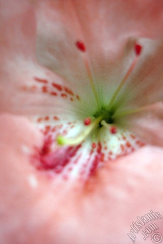 A mobile wallpaper and MMS picture for Apple iPhone 7s, 6s, 5s, 4s, Plus, iPods, iPads, New iPads, Samsung Galaxy S Series and Notes, Sony Ericsson Xperia, LG Mobile Phones, Tablets and Devices: Pink color Azalea -Rhododendron- flower.
