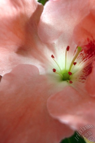 A mobile wallpaper and MMS picture for Apple iPhone 7s, 6s, 5s, 4s, Plus, iPods, iPads, New iPads, Samsung Galaxy S Series and Notes, Sony Ericsson Xperia, LG Mobile Phones, Tablets and Devices: Pink color Azalea -Rhododendron- flower.
