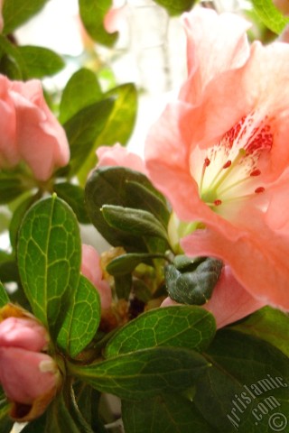 A mobile wallpaper and MMS picture for Apple iPhone 7s, 6s, 5s, 4s, Plus, iPods, iPads, New iPads, Samsung Galaxy S Series and Notes, Sony Ericsson Xperia, LG Mobile Phones, Tablets and Devices: Pink color Azalea -Rhododendron- flower.
