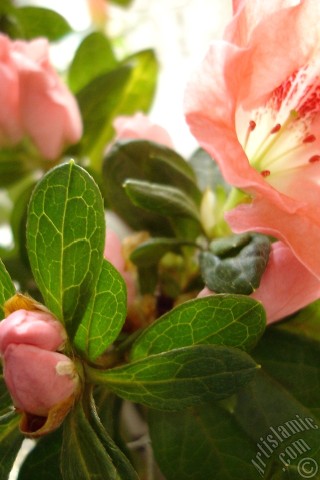 A mobile wallpaper and MMS picture for Apple iPhone 7s, 6s, 5s, 4s, Plus, iPods, iPads, New iPads, Samsung Galaxy S Series and Notes, Sony Ericsson Xperia, LG Mobile Phones, Tablets and Devices: Pink color Azalea -Rhododendron- flower.
