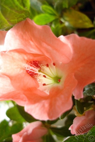 A mobile wallpaper and MMS picture for Apple iPhone 7s, 6s, 5s, 4s, Plus, iPods, iPads, New iPads, Samsung Galaxy S Series and Notes, Sony Ericsson Xperia, LG Mobile Phones, Tablets and Devices: Pink color Azalea -Rhododendron- flower.
