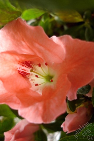 A mobile wallpaper and MMS picture for Apple iPhone 7s, 6s, 5s, 4s, Plus, iPods, iPads, New iPads, Samsung Galaxy S Series and Notes, Sony Ericsson Xperia, LG Mobile Phones, Tablets and Devices: Pink color Azalea -Rhododendron- flower.
