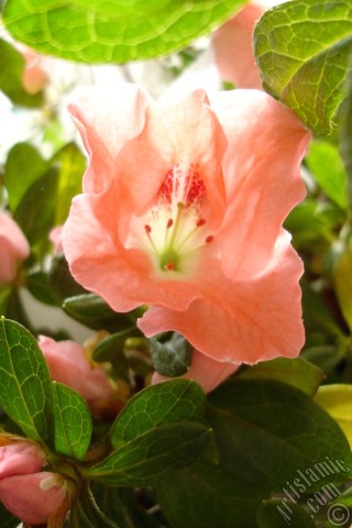 A mobile wallpaper and MMS picture for Apple iPhone 7s, 6s, 5s, 4s, Plus, iPods, iPads, New iPads, Samsung Galaxy S Series and Notes, Sony Ericsson Xperia, LG Mobile Phones, Tablets and Devices: Pink color Azalea -Rhododendron- flower.
