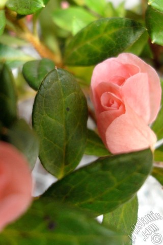 A mobile wallpaper and MMS picture for Apple iPhone 7s, 6s, 5s, 4s, Plus, iPods, iPads, New iPads, Samsung Galaxy S Series and Notes, Sony Ericsson Xperia, LG Mobile Phones, Tablets and Devices: Pink color Azalea -Rhododendron- flower.
