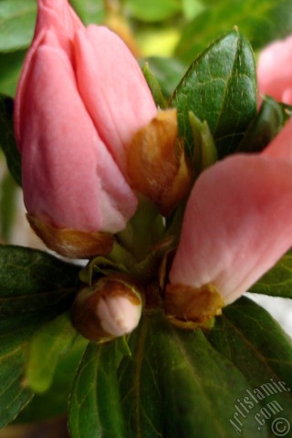 A mobile wallpaper and MMS picture for Apple iPhone 7s, 6s, 5s, 4s, Plus, iPods, iPads, New iPads, Samsung Galaxy S Series and Notes, Sony Ericsson Xperia, LG Mobile Phones, Tablets and Devices: Pink color Azalea -Rhododendron- flower.
