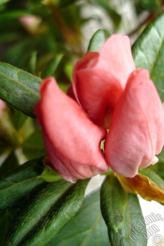 A mobile wallpaper and MMS picture for Apple iPhone 7s, 6s, 5s, 4s, Plus, iPods, iPads, New iPads, Samsung Galaxy S Series and Notes, Sony Ericsson Xperia, LG Mobile Phones, Tablets and Devices: Pink color Azalea -Rhododendron- flower.
