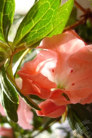 A mobile wallpaper and MMS picture for Apple iPhone 7s, 6s, 5s, 4s, Plus, iPods, iPads, New iPads, Samsung Galaxy S Series and Notes, Sony Ericsson Xperia, LG Mobile Phones, Tablets and Devices: Pink color Azalea -Rhododendron- flower.
