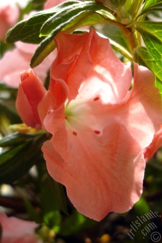 A mobile wallpaper and MMS picture for Apple iPhone 7s, 6s, 5s, 4s, Plus, iPods, iPads, New iPads, Samsung Galaxy S Series and Notes, Sony Ericsson Xperia, LG Mobile Phones, Tablets and Devices: Pink color Azalea -Rhododendron- flower.
