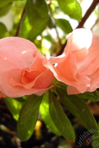 A mobile wallpaper and MMS picture for Apple iPhone 7s, 6s, 5s, 4s, Plus, iPods, iPads, New iPads, Samsung Galaxy S Series and Notes, Sony Ericsson Xperia, LG Mobile Phones, Tablets and Devices: Pink color Azalea -Rhododendron- flower.
