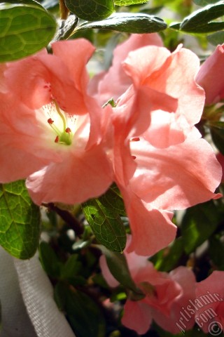 A mobile wallpaper and MMS picture for Apple iPhone 7s, 6s, 5s, 4s, Plus, iPods, iPads, New iPads, Samsung Galaxy S Series and Notes, Sony Ericsson Xperia, LG Mobile Phones, Tablets and Devices: Pink color Azalea -Rhododendron- flower.
