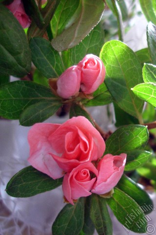 A mobile wallpaper and MMS picture for Apple iPhone 7s, 6s, 5s, 4s, Plus, iPods, iPads, New iPads, Samsung Galaxy S Series and Notes, Sony Ericsson Xperia, LG Mobile Phones, Tablets and Devices: Pink color Azalea -Rhododendron- flower.
