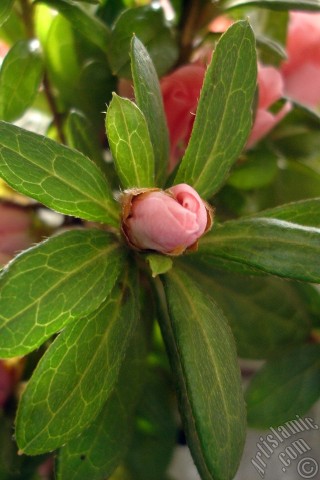 A mobile wallpaper and MMS picture for Apple iPhone 7s, 6s, 5s, 4s, Plus, iPods, iPads, New iPads, Samsung Galaxy S Series and Notes, Sony Ericsson Xperia, LG Mobile Phones, Tablets and Devices: Pink color Azalea -Rhododendron- flower.
