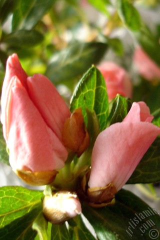 A mobile wallpaper and MMS picture for Apple iPhone 7s, 6s, 5s, 4s, Plus, iPods, iPads, New iPads, Samsung Galaxy S Series and Notes, Sony Ericsson Xperia, LG Mobile Phones, Tablets and Devices: Pink color Azalea -Rhododendron- flower.
