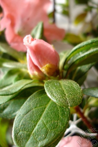 A mobile wallpaper and MMS picture for Apple iPhone 7s, 6s, 5s, 4s, Plus, iPods, iPads, New iPads, Samsung Galaxy S Series and Notes, Sony Ericsson Xperia, LG Mobile Phones, Tablets and Devices: Pink color Azalea -Rhododendron- flower.
