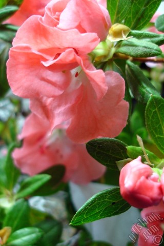 A mobile wallpaper and MMS picture for Apple iPhone 7s, 6s, 5s, 4s, Plus, iPods, iPads, New iPads, Samsung Galaxy S Series and Notes, Sony Ericsson Xperia, LG Mobile Phones, Tablets and Devices: Pink color Azalea -Rhododendron- flower.
