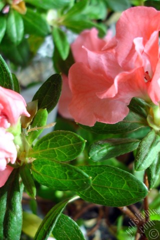 A mobile wallpaper and MMS picture for Apple iPhone 7s, 6s, 5s, 4s, Plus, iPods, iPads, New iPads, Samsung Galaxy S Series and Notes, Sony Ericsson Xperia, LG Mobile Phones, Tablets and Devices: Pink color Azalea -Rhododendron- flower.
