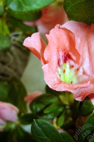 A mobile wallpaper and MMS picture for Apple iPhone 7s, 6s, 5s, 4s, Plus, iPods, iPads, New iPads, Samsung Galaxy S Series and Notes, Sony Ericsson Xperia, LG Mobile Phones, Tablets and Devices: Pink color Azalea -Rhododendron- flower.
