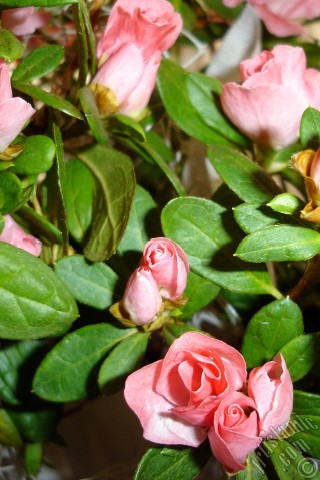 A mobile wallpaper and MMS picture for Apple iPhone 7s, 6s, 5s, 4s, Plus, iPods, iPads, New iPads, Samsung Galaxy S Series and Notes, Sony Ericsson Xperia, LG Mobile Phones, Tablets and Devices: Pink color Azalea -Rhododendron- flower.
