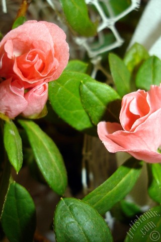 A mobile wallpaper and MMS picture for Apple iPhone 7s, 6s, 5s, 4s, Plus, iPods, iPads, New iPads, Samsung Galaxy S Series and Notes, Sony Ericsson Xperia, LG Mobile Phones, Tablets and Devices: Pink color Azalea -Rhododendron- flower.
