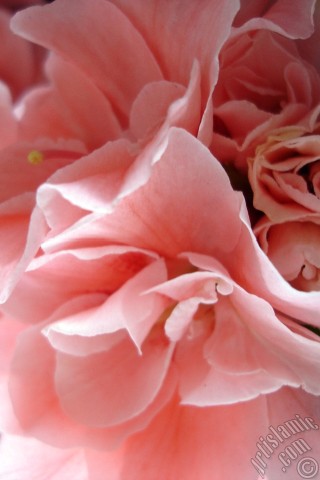 A mobile wallpaper and MMS picture for Apple iPhone 7s, 6s, 5s, 4s, Plus, iPods, iPads, New iPads, Samsung Galaxy S Series and Notes, Sony Ericsson Xperia, LG Mobile Phones, Tablets and Devices: Pink color Azalea -Rhododendron- flower.
